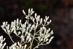 Waxy thoroughwort